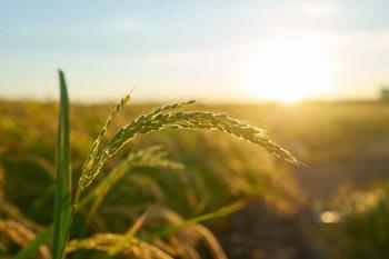 Produção agrícola: Sorriso (MT) lidera ranking de maior produtor; confira lista