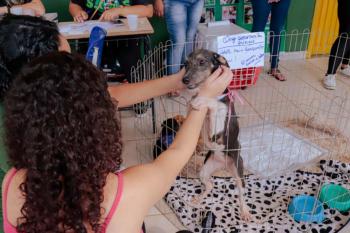 Prefeitura de Porto Velho realizará 10ª Feira de Adoção de Cães e Gatos como incentivo à adoção responsável