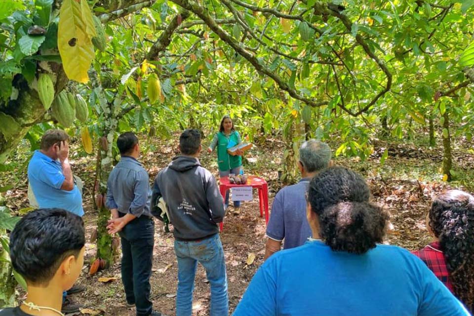 Dia de Campo sobre revitalização da lavoura cacaueira é promovido pela Emater para capacitar produtores 