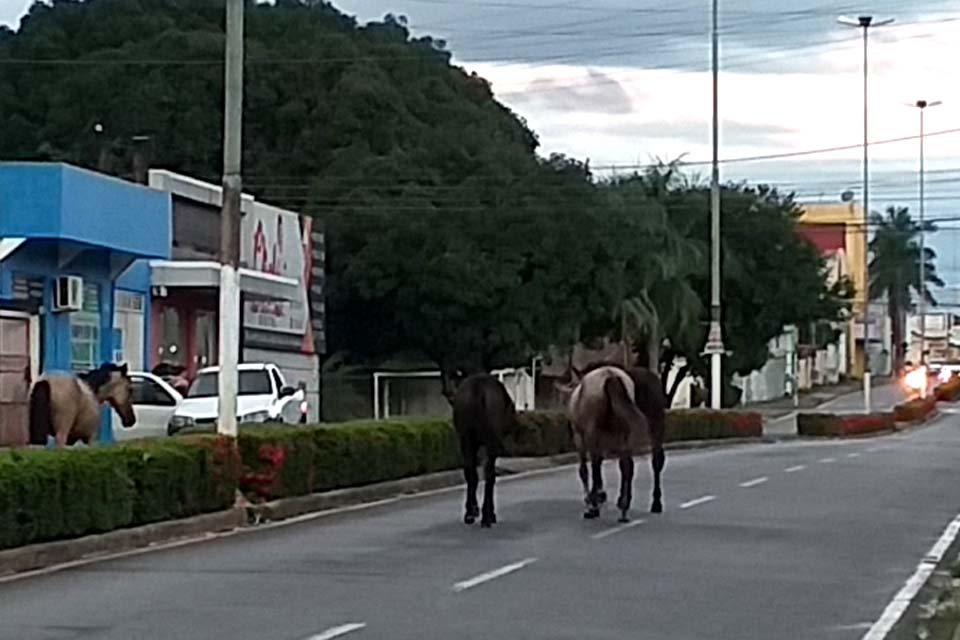 Cavalos soltos na Avenida Maringá oferecem riscos de acidentes