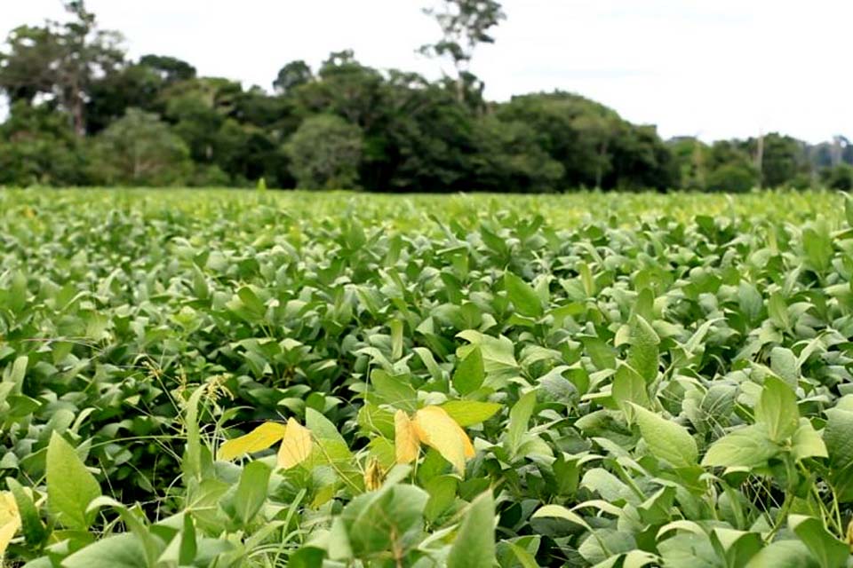 Rondônia registra aumento de 13,8% na área plantada de soja e 8,1% na produção