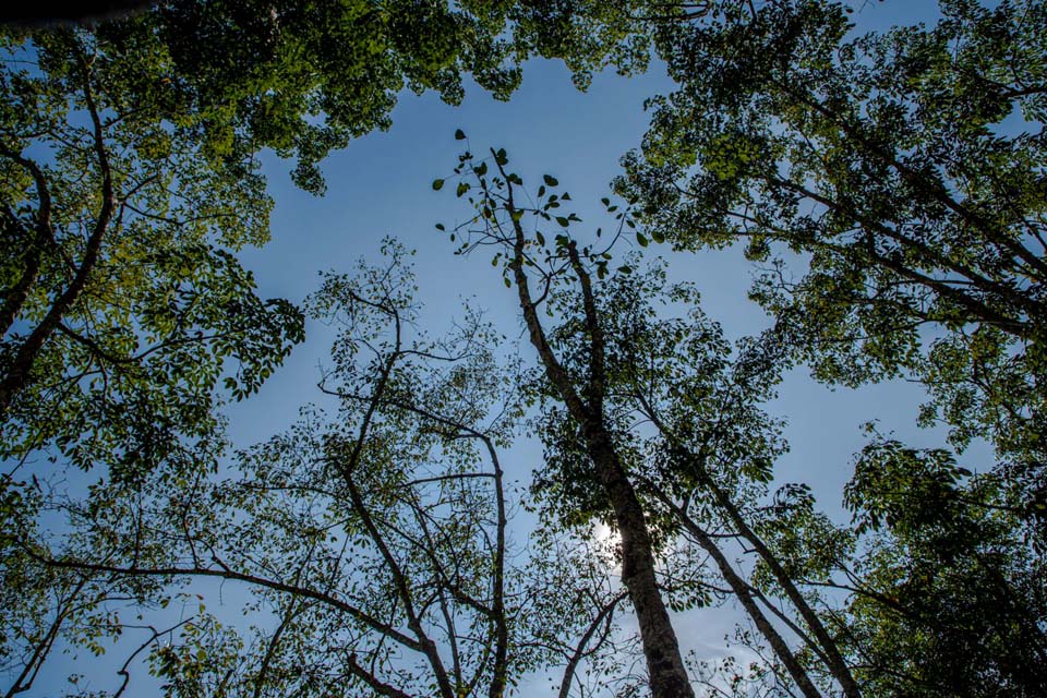 Porto Velho: Alunos fazem plantio simbólico no Parque Jardim das Mangueiras