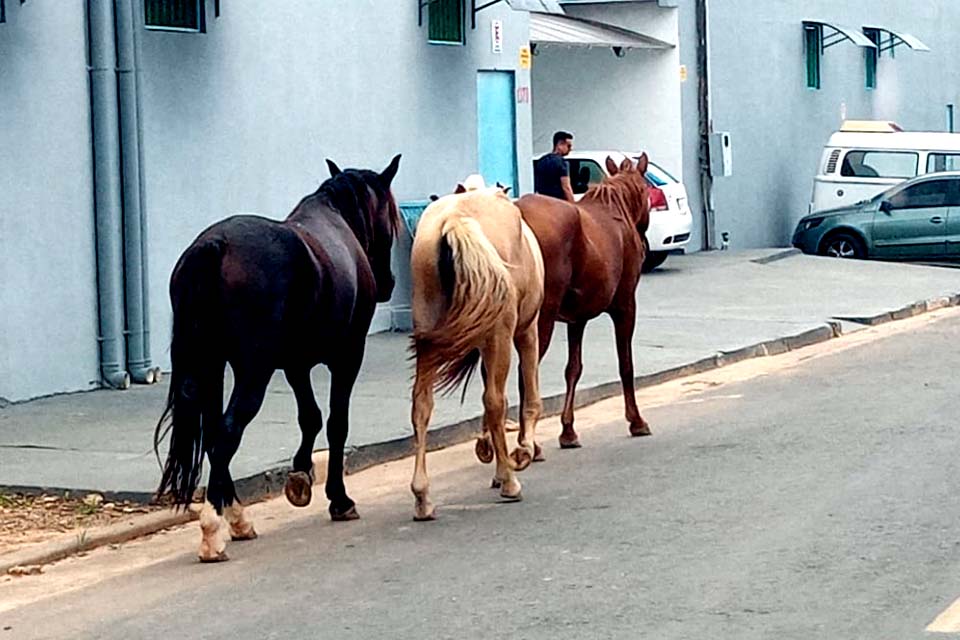 Zoonoses irá cadastrar animais de grande porte no município