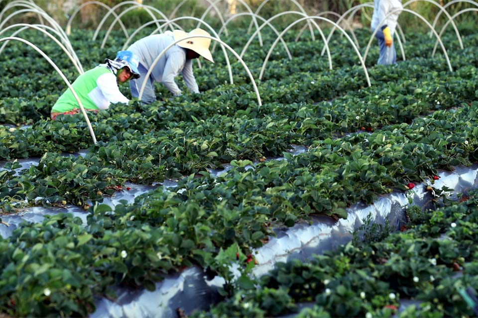 Plataforma do Desenrola renegociará dívidas de agricultores familiares