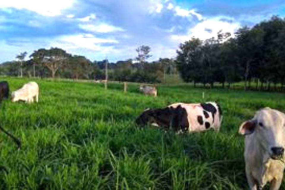 Em Dia de Campo, Embrapa de Ouro Preto do Oeste apresentará alternativa de forrageira para recuperação de pastagens