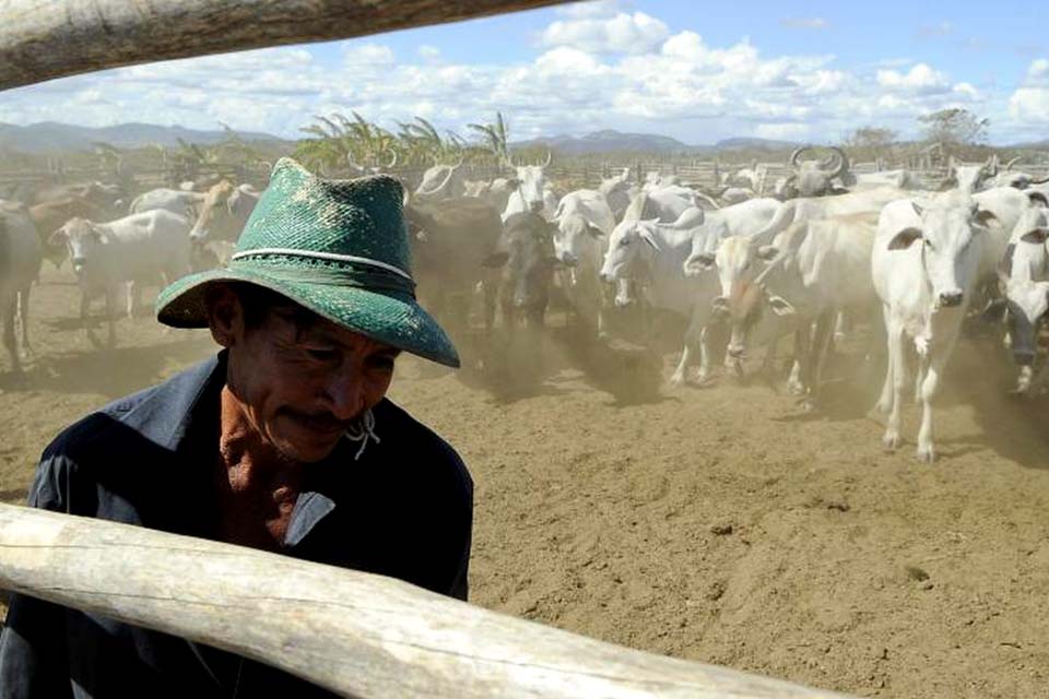 Vacinação contra aftosa será suspensa em seis estados e no Distrito Federal 