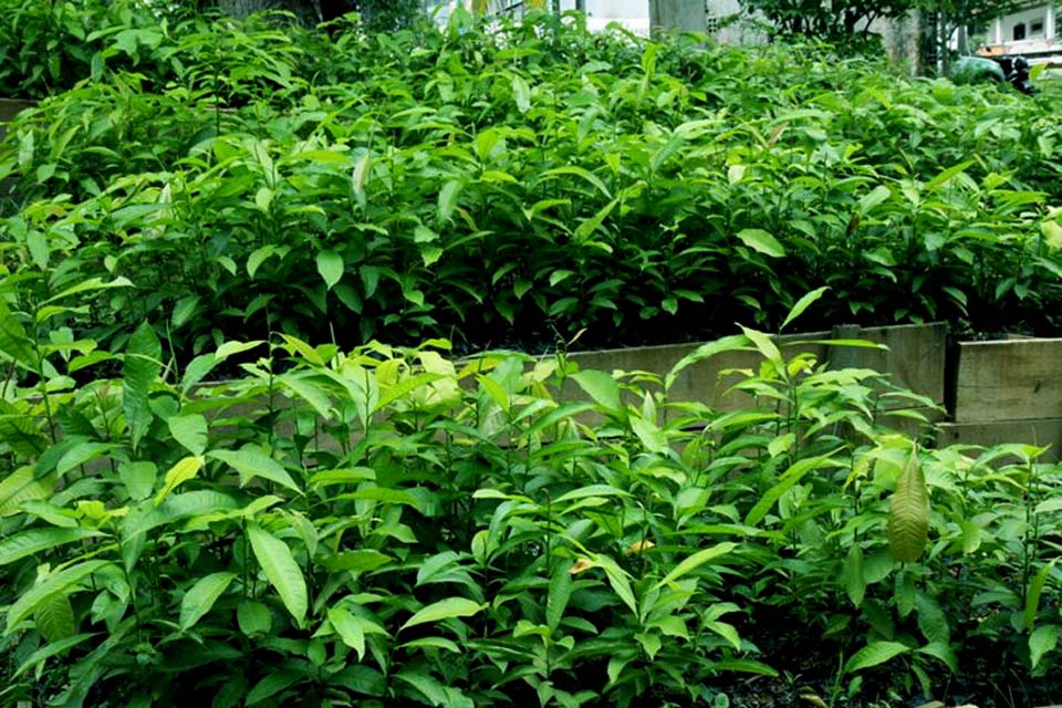 Mais de 300 produtores são beneficiados com a distribuição de 15 mil mudas de castanha-do-Brasil