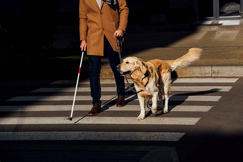 Senado aprova legislação para cães de apoio emocional