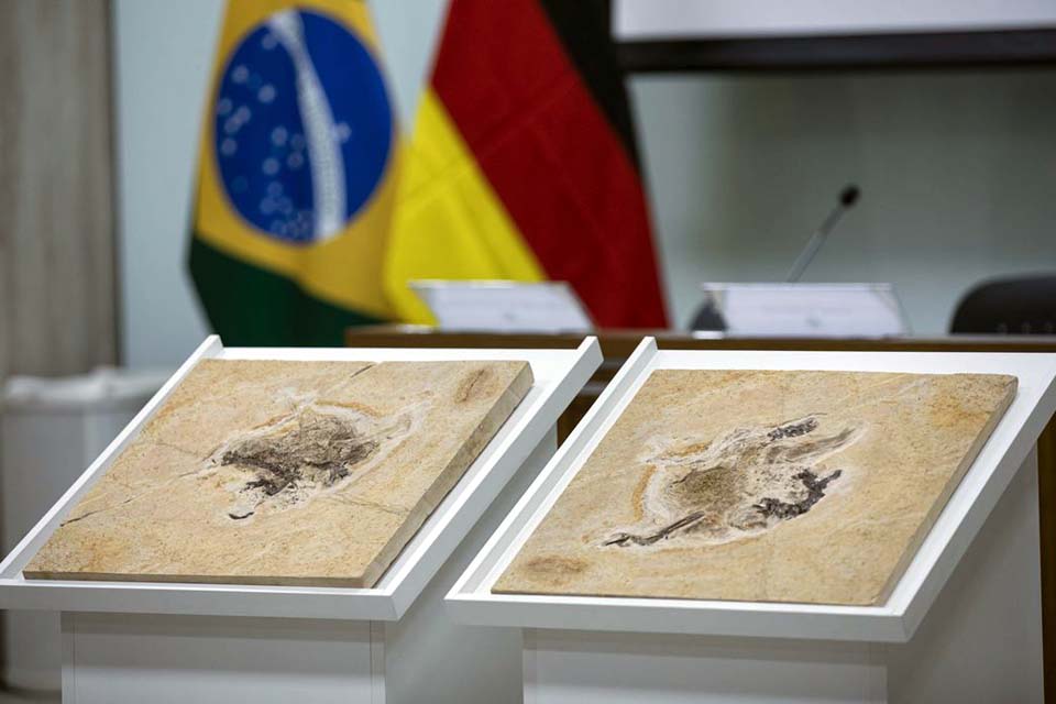 Alemanha devolve fóssil Ubirajara jubatus, ancestral das aves, ao Cariri cearense