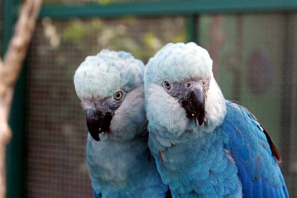 Depois de mais de 20 anos, ararinha-azul volta aos céus da caatinga