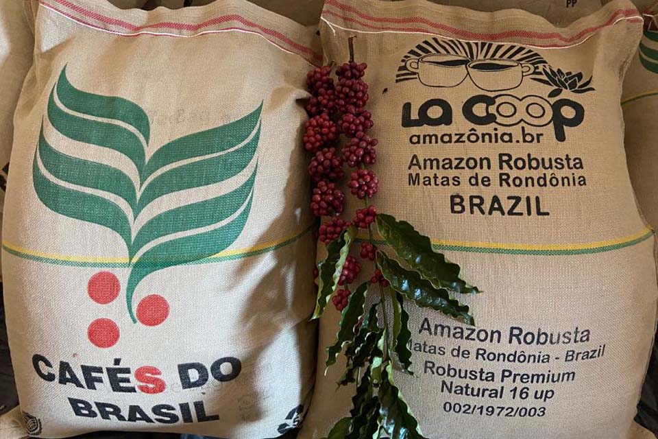 Cooperativa de Rondônia exporta 640 sacas de café Robusta Amazônico para a Coreia do Sul