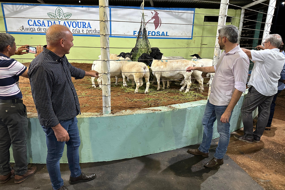 Criadores em Colorado do Oeste recebem carneiros do deputado Ezequiel Neiva para a reprodução com genética melhorada