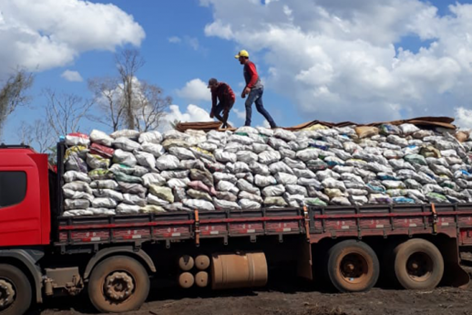 Produtores de inhame estão encerrando a colheita e comemoram os resultados em Rondônia