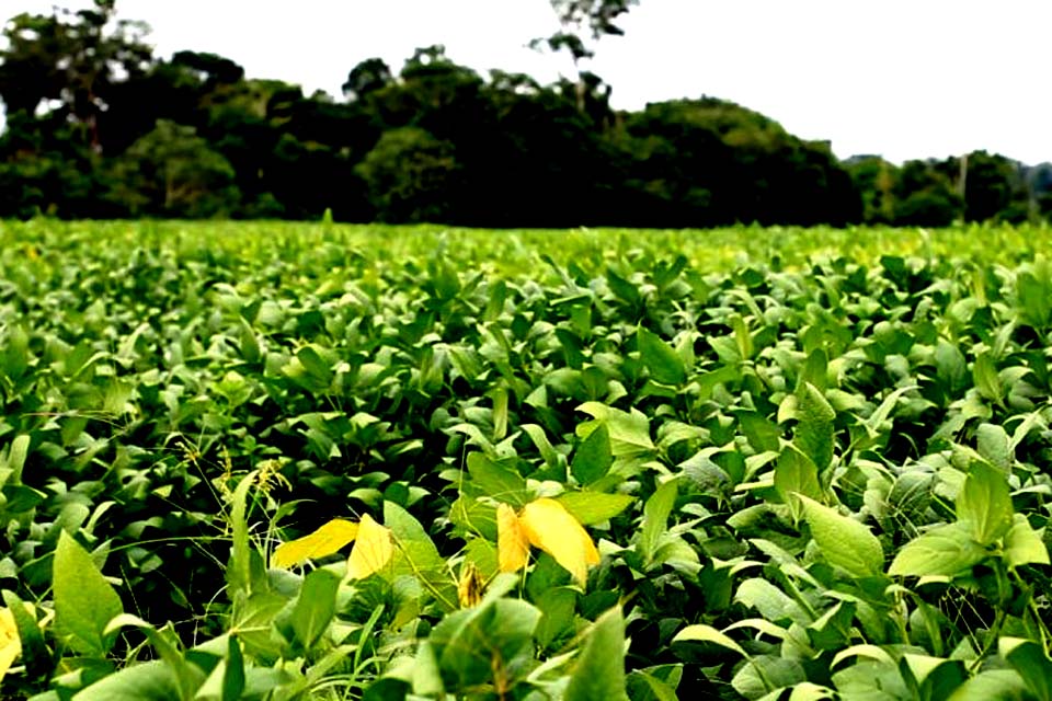 Agronegócio de Rondônia avança e bate recordes de exportação e produção agrícola em 2020