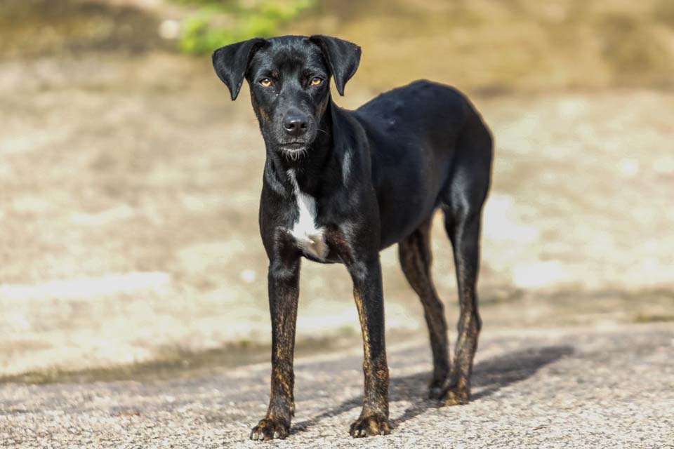 Campanha de vacinação antirrábica imuniza mais de 800 animais em Porto Velho  24/Set/2021 - 12:52