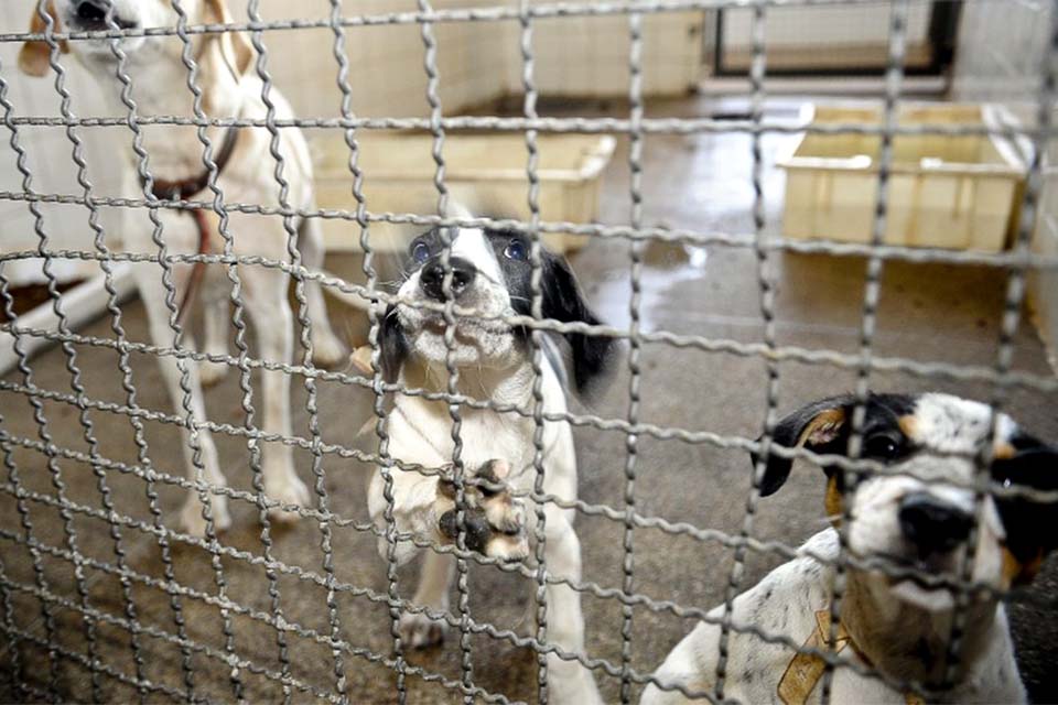 Sancionada lei que proíbe eutanásia de cães e gatos de rua