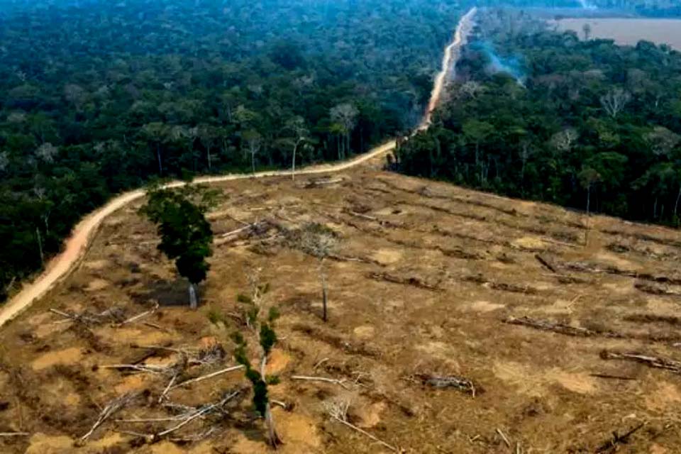 Rondonia é o 3º estado que mais devastou a região amazonica em 12 meses desde 2012