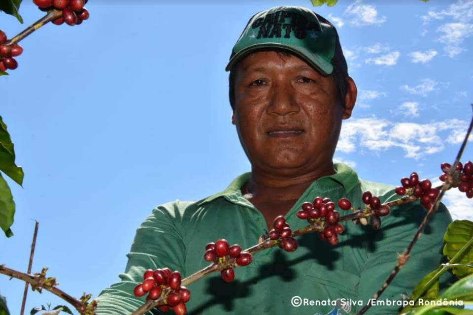 Robusta Amazônico, da aldeia para às mesas brasileiras