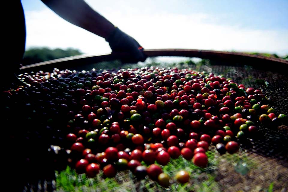 Pesquisa da Conab indica queda na produção de café nacional em 2021