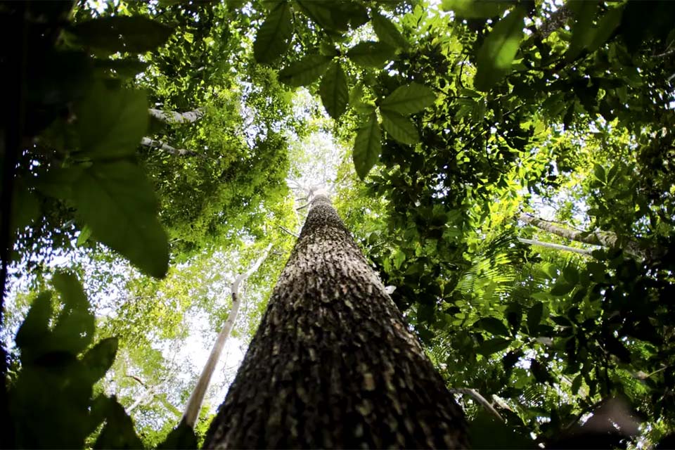 Bioeconomia é vantagem competitiva na transformação ecológica