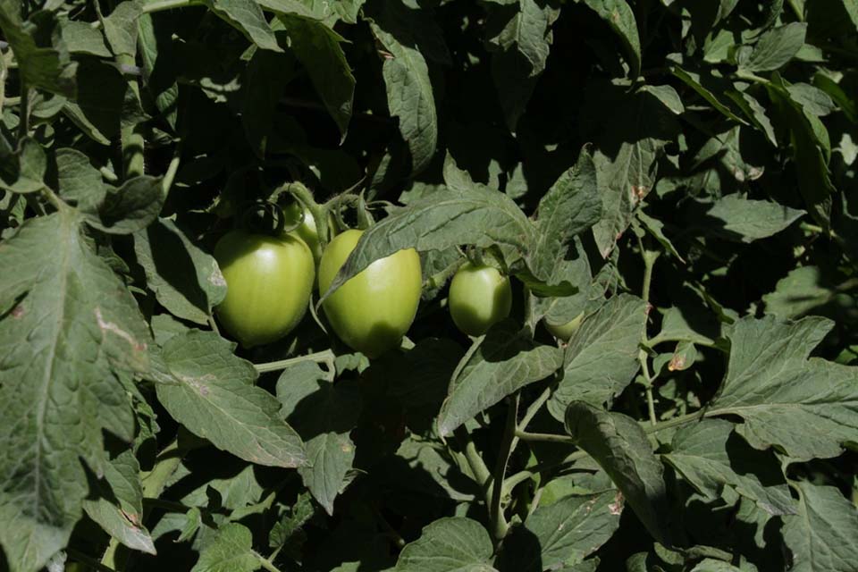 Rondônia avança na produção de tomate e colhe por ano cerca de 8 mil toneladas do produto