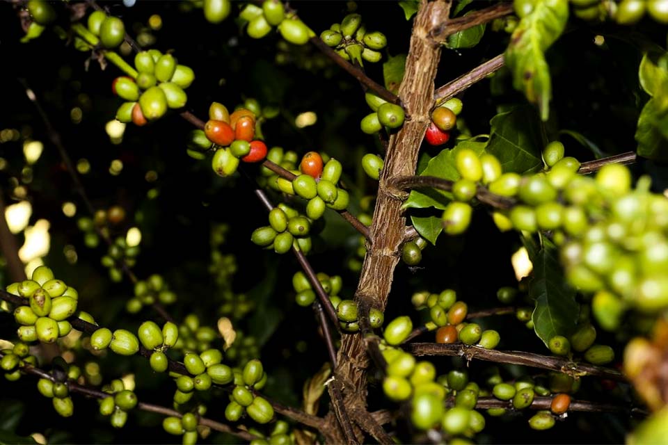 CMN remaneja R$ 1,3 bi para cafezais afetados por geadas