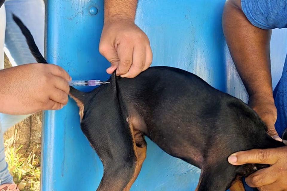 Campanha de vacinação antirrábica  imuniza mais de 8 mil animais