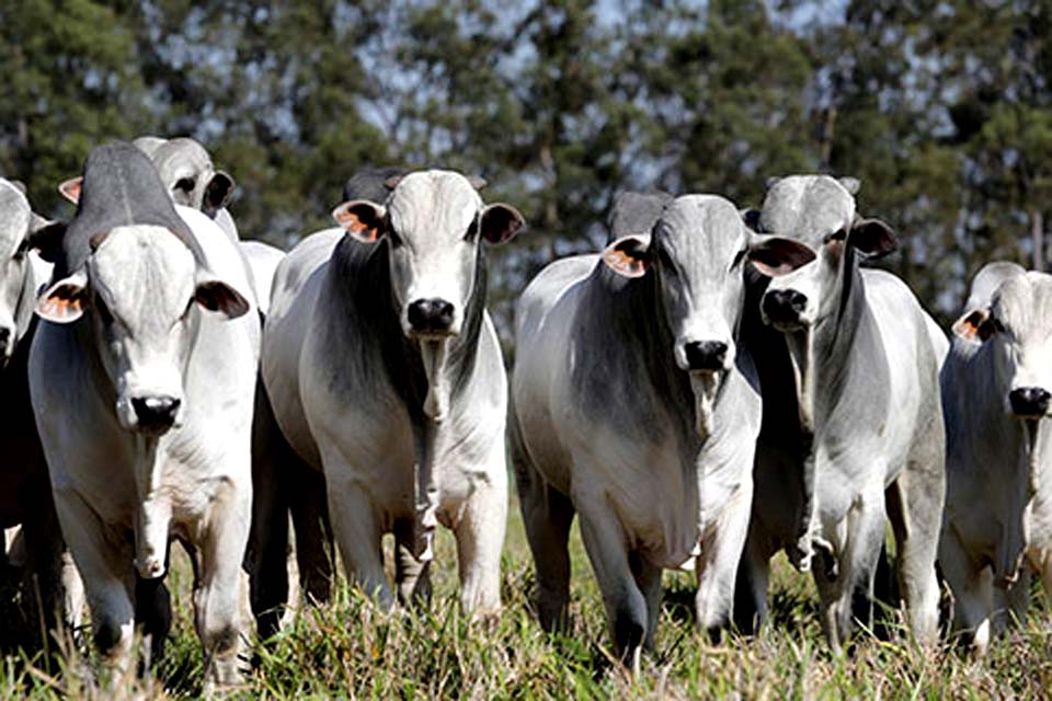 Rondônia não vacinará contra febre aftosa, mas declaração dos rebanhos é obrigatória