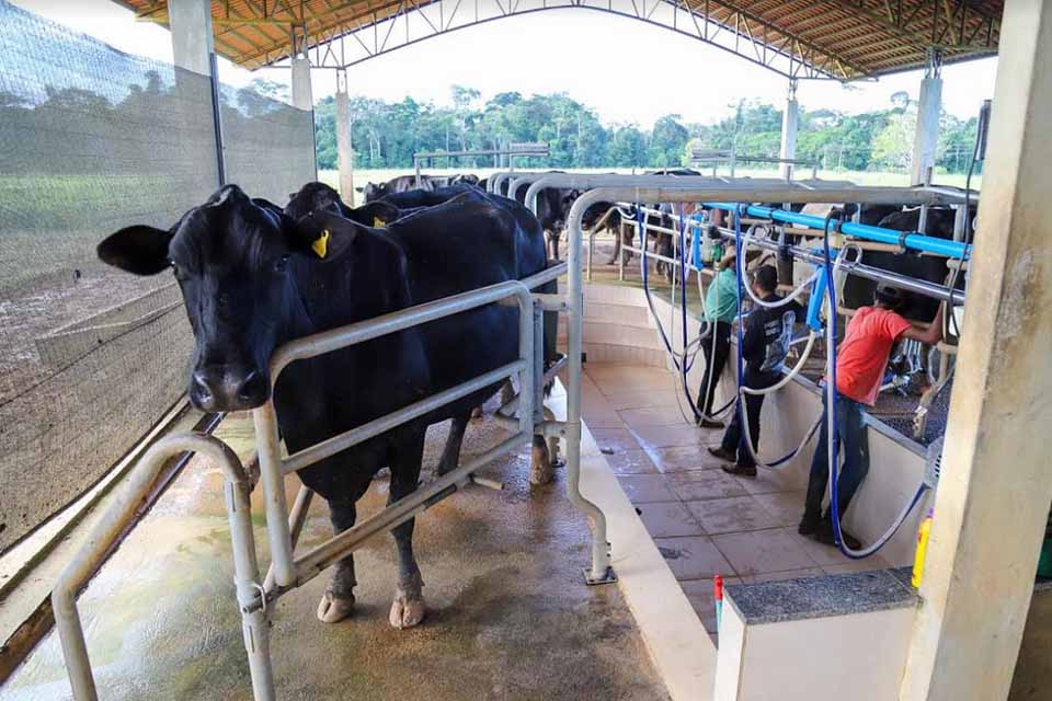 Sebrae oferece facilidades para produtores rurais aplicarem a tecnologia de Fertlização in Vitro em seus rebanhos