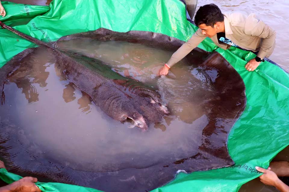 Pescador captura maior arraia de água doce do mundo no Camboja