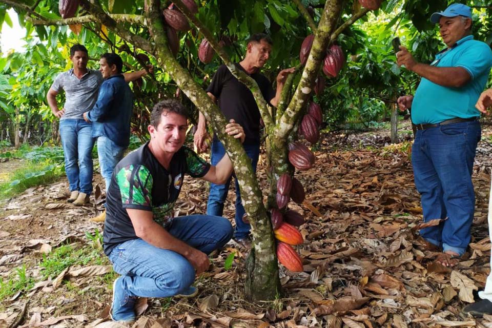 Maior produtor de cacau do estado, município comemora com bons resultados