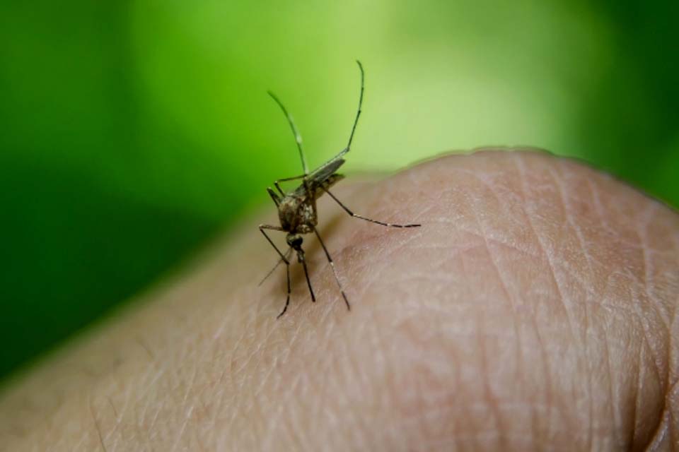 Cambridge reforça eficácia de mosquitos modificados contra doenças