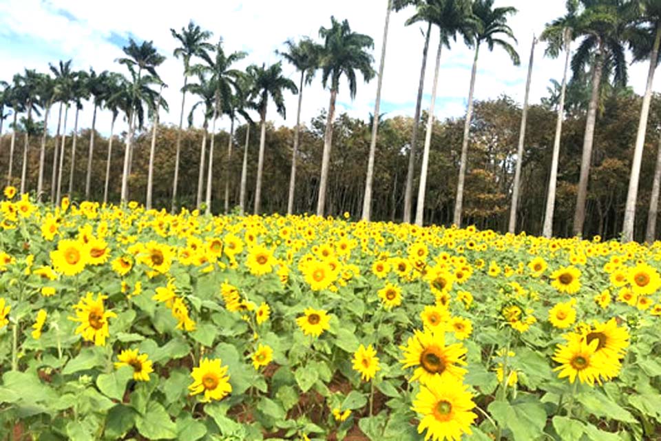 Plantação de girassóis da Embrapa encanta e vira atração na Estância Turística