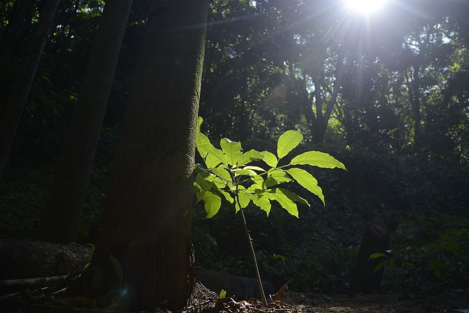 ICMBio fará audiência para concessão de floresta no Rio Grande do Sul