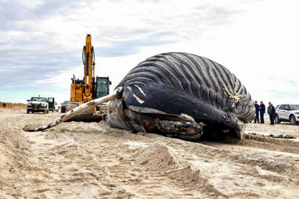 Baleia-jubarte de mais de 10 metros é encontrada morta em praia