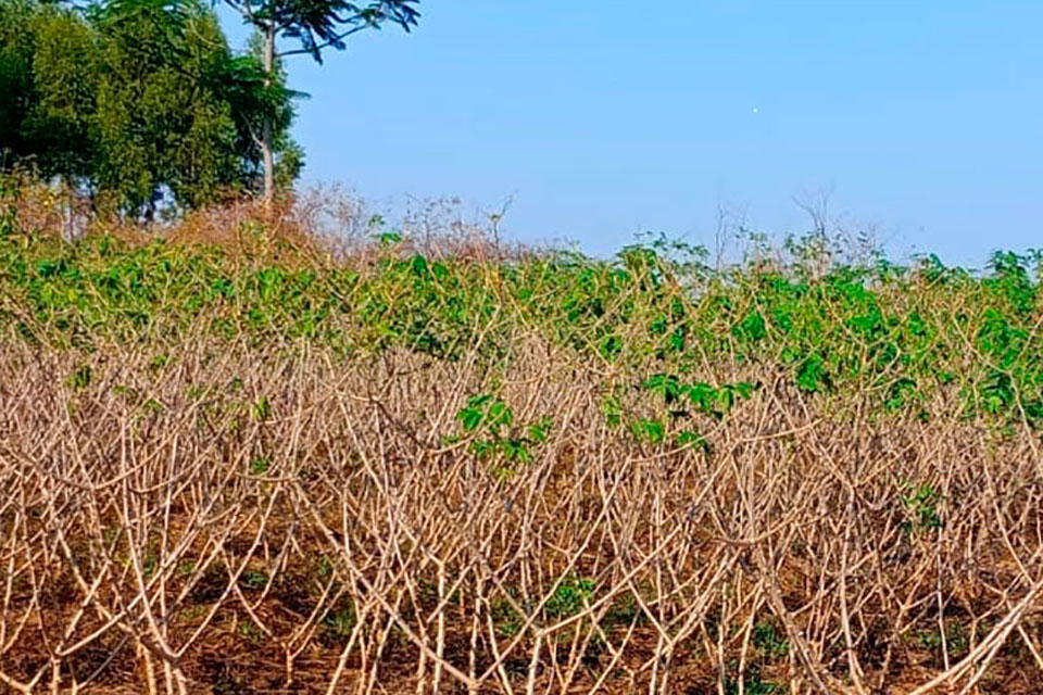 Nova tecnologia de produção de mandioca é apresentada pela Emater de Vilhena para fortalecer agricultura familiar