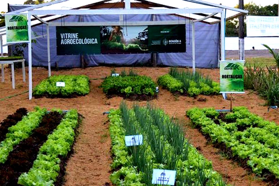 Evento online vai debater a produção e comercialização de produtos na 3ª Semana de Agroecologia em Rondônia