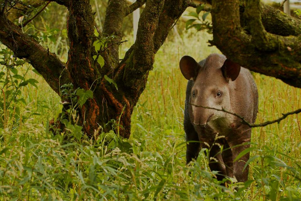 Filhotes gêmeos de anta são descobertos pela 1ª vez na natureza