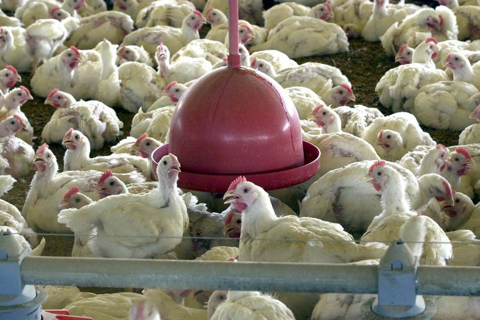 Argélia abre mercado para carne de frango do Brasil, diz Itamaraty