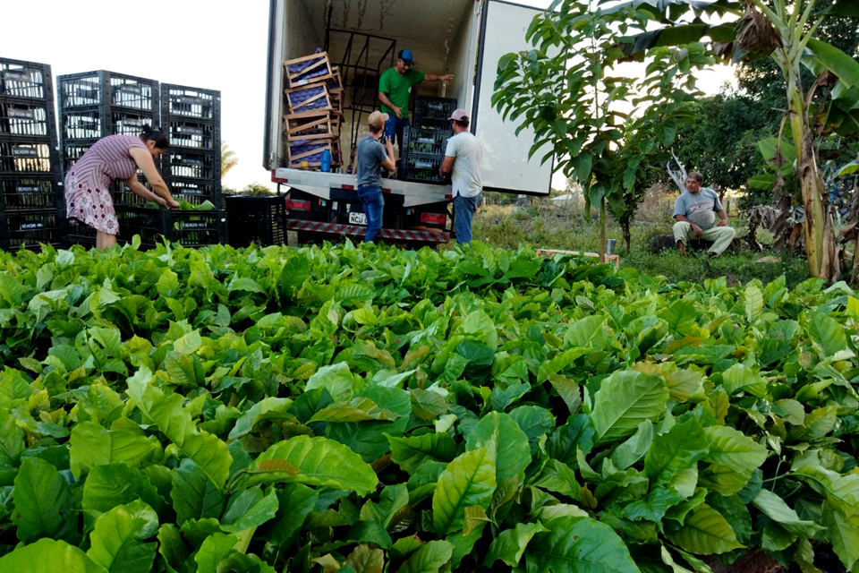 10 mil mudas: Prefeitura e Governo do Estado apoiam plantio de café em pequenas propriedades