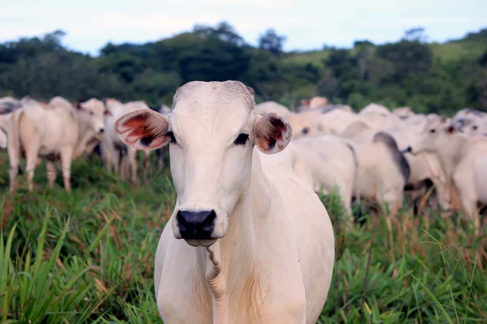 Suspensão de venda de carne bovina para China completa 45 dias