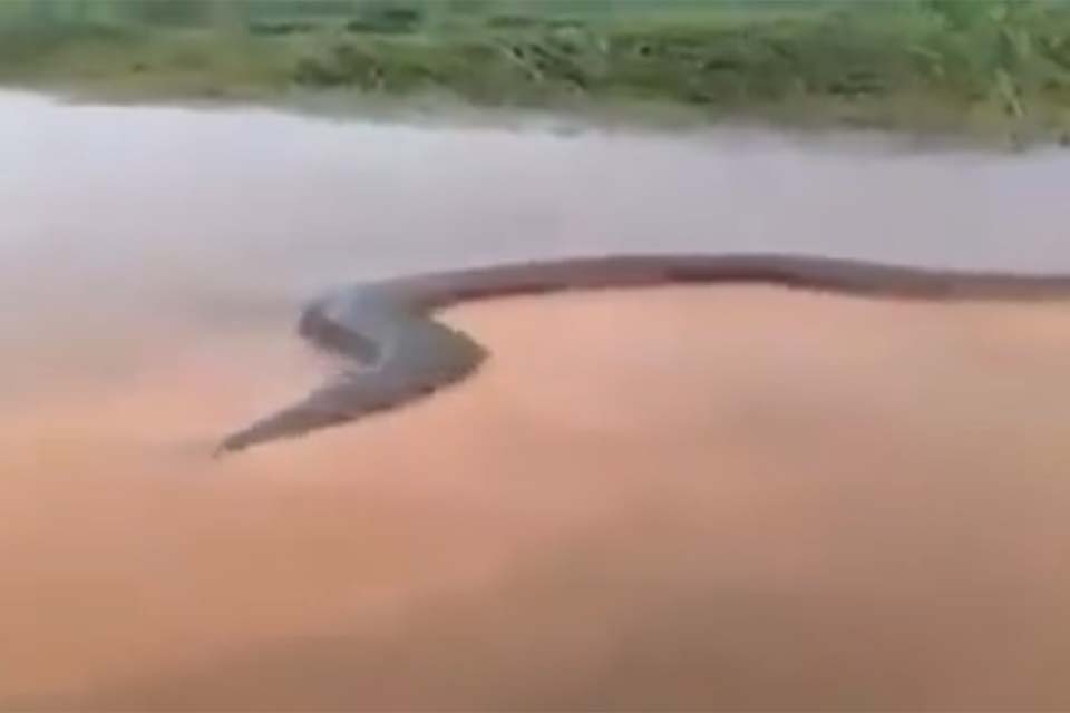 VÍDEO - Anaconda de 15 metros é flagrada em Rio