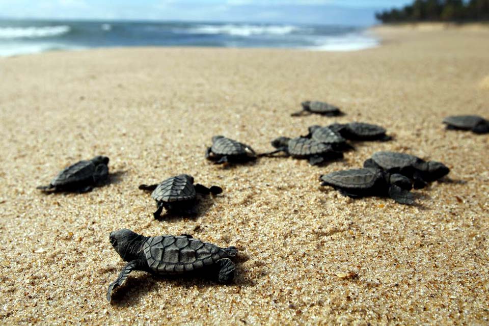 Tartaruga-verde fica fora da lista de espécies ameaçadas de extinção