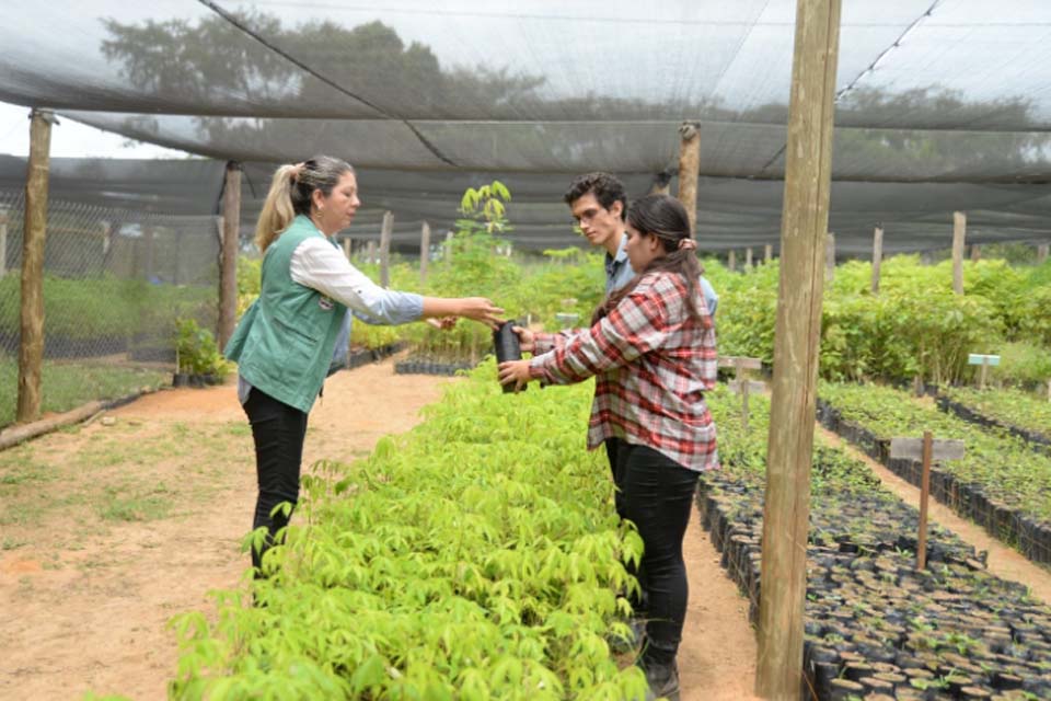 Viveiro Municipal intensifica a produção para arborização urbana