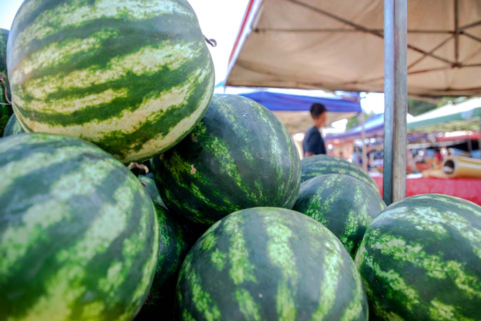 Prefeitura de Porto Velho realiza Dia de Campo da Melancia na primeira semana de julho