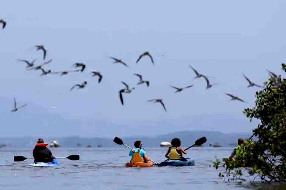 Mangue conservado transforma pescadores em guias de turismo