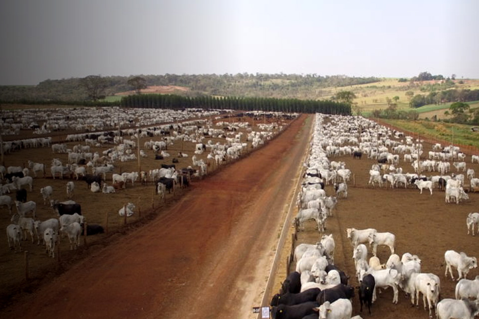Ausência de dados dificulta identificação de irregularidades na criação de bovinos em Rondônia e mais 7 estados