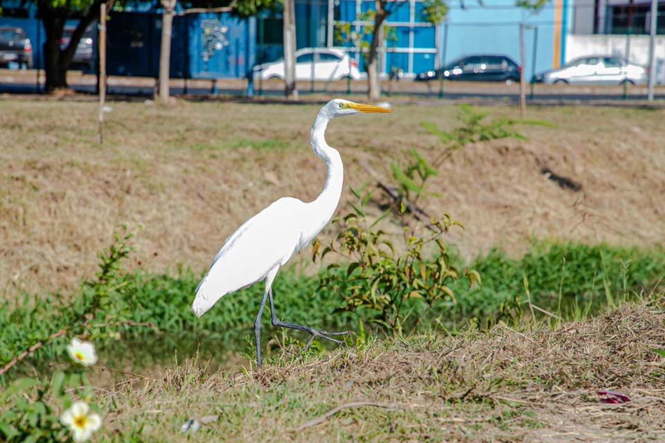 Projeto piloto transformará o Parque Jardim das Mangueiras em área de proteção ambiental