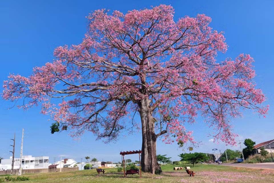 Paineira: árvore rosa é reconhecida como patrimônio histórico ambiental de Ariquemes