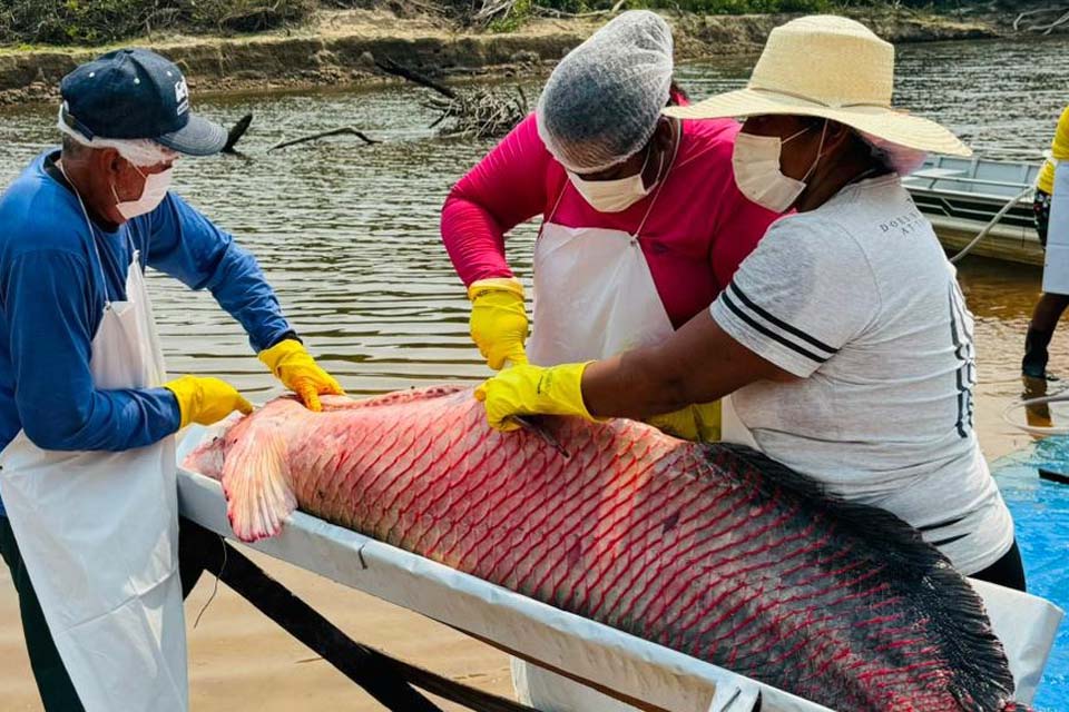 Governo impulsiona manejo sustentável do Pirarucu com impacto econômico nas comunidades tradicionais